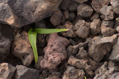 Scilla haemorrhoidalis, photographed by Christina s.l.