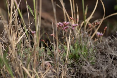 Limonium pectinatum, photographed by Christina s.l.