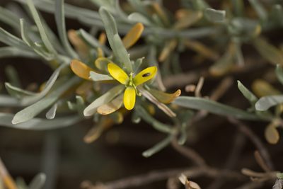 Cneorum pulverulentum, photographed by Christina s.l.