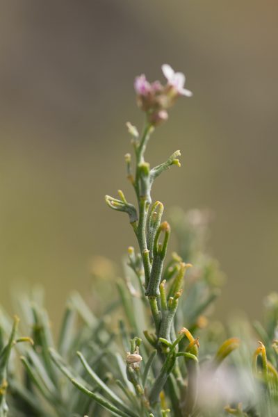 Parolinia intermedia, photographed by Christina s.l.