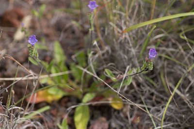 Echium bonnetii, photographed by Christina s.l.
