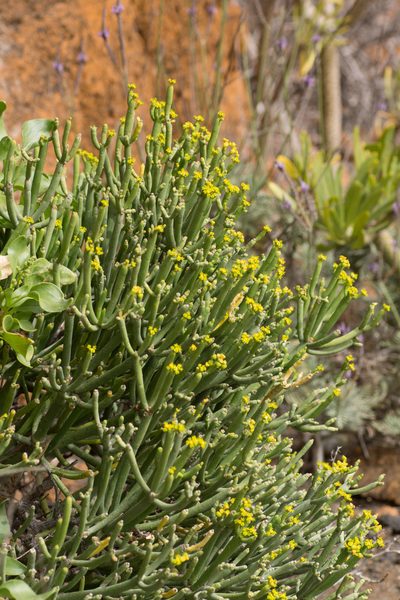 Euphorbia aphylla, photographed by Christina s.l.