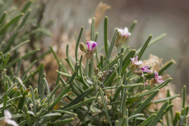 Parolinia intermedia, photographed by Christina s.l.