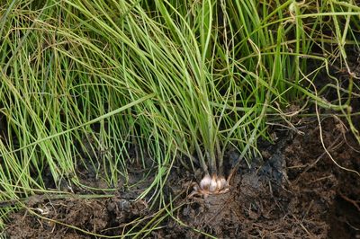 Isoetes howellii, photographed by Timothy McNitt