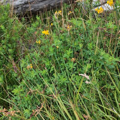Lotus pedunculatus, photographed by Jenny Saito