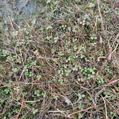 Hydrocotyle sulcata, photographed by Jenny Saito
