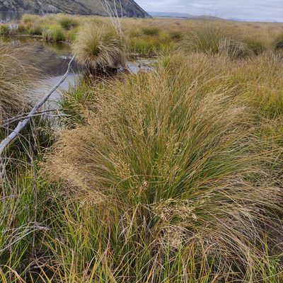 Agrostis capillaris, photographed by Jenny Saito