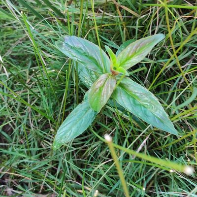 Epilobium ciliatum, photographed by Jenny Saito