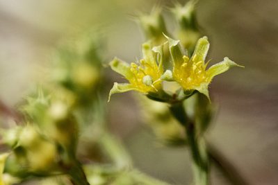 Paronychia jamesii, photographed by Cecelia Alexander