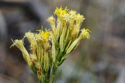 Chrysothamnus depressus, photographed by Cecelia Alexander