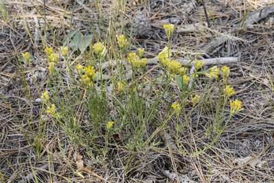 Chrysothamnus depressus, photographed by Cecelia Alexander