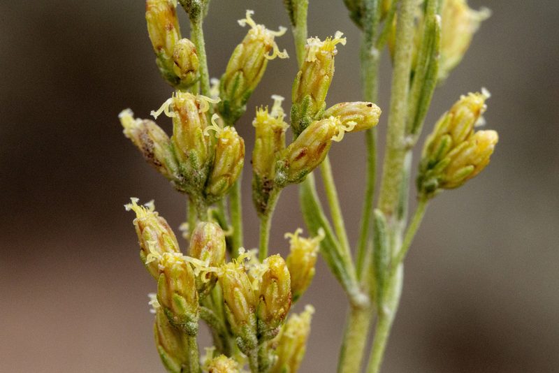 Artemisia nova, photographed by Cecelia Alexander