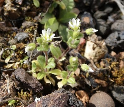 Cerastium semidecandrum, photographed by Jochen Essig