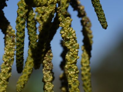 Alnus nepalensis, photographed by Dinesh Valke