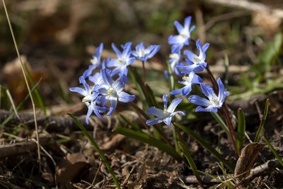 Scilla luciliae, photographed by Tina Ellegaard Poulsen