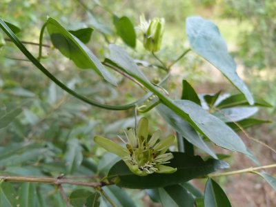 Passiflora misera, photographed by Patricio Cowper Coles