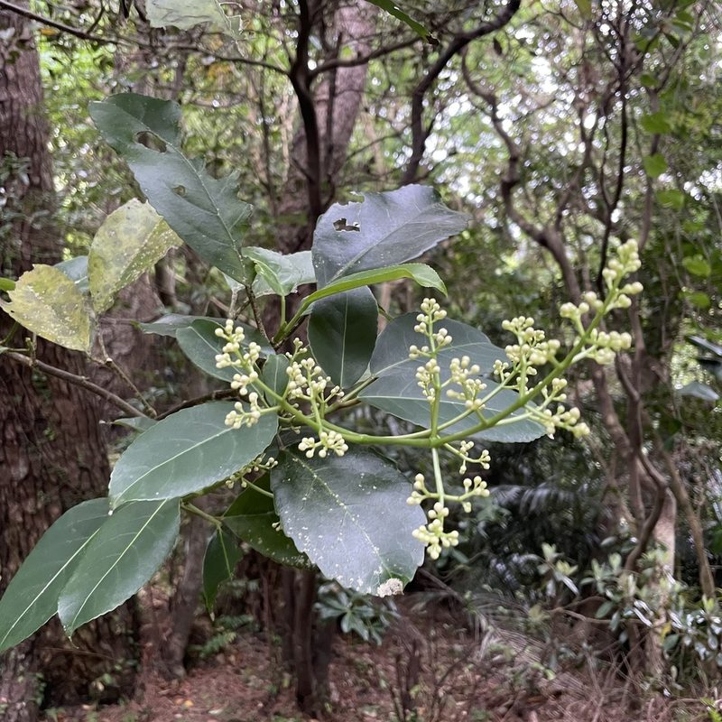 Staphylea ternata, photographed by Takaaki Hattori