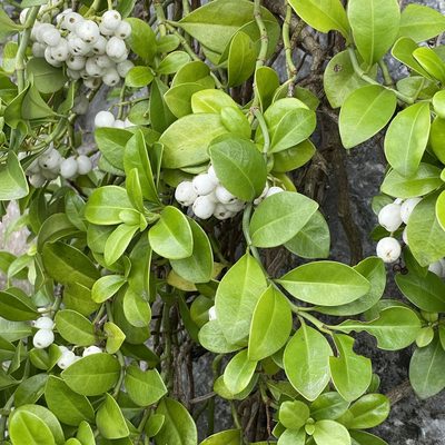 Psychotria serpens, photographed by Takaaki Hattori
