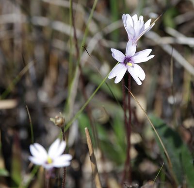 Pinguicula planifolia, photographed by Lauren McLaurin