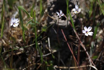 Pinguicula planifolia, photographed by Lauren McLaurin