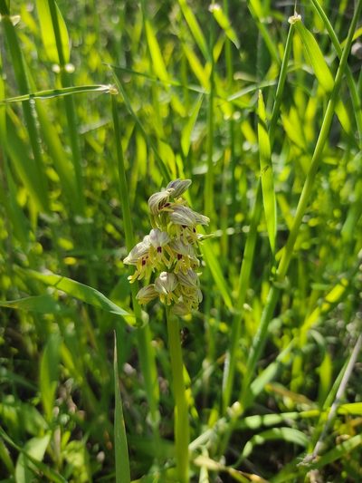 Orchis galilaea, photographed by Aryeh
