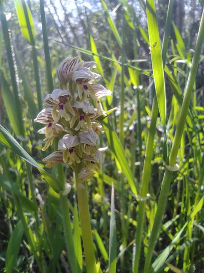 Orchis galilaea, photographed by Aryeh