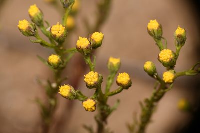 Amblyopappus pusillus, photographed by Trevor Van Loon