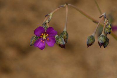 Cistanthe maritima, photographed by Trevor Van Loon