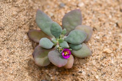 Cistanthe maritima