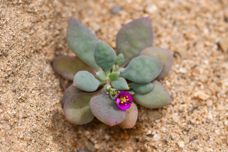 Cistanthe maritima, photographed by Trevor Van Loon
