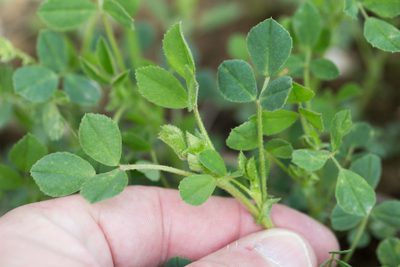 Medicago scutellata, photographed by Tim Johnson