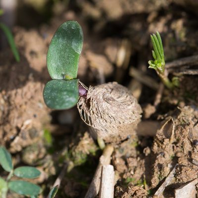 Medicago scutellata, photographed by Tim Johnson