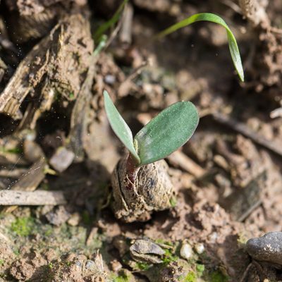 Medicago scutellata, photographed by Tim Johnson