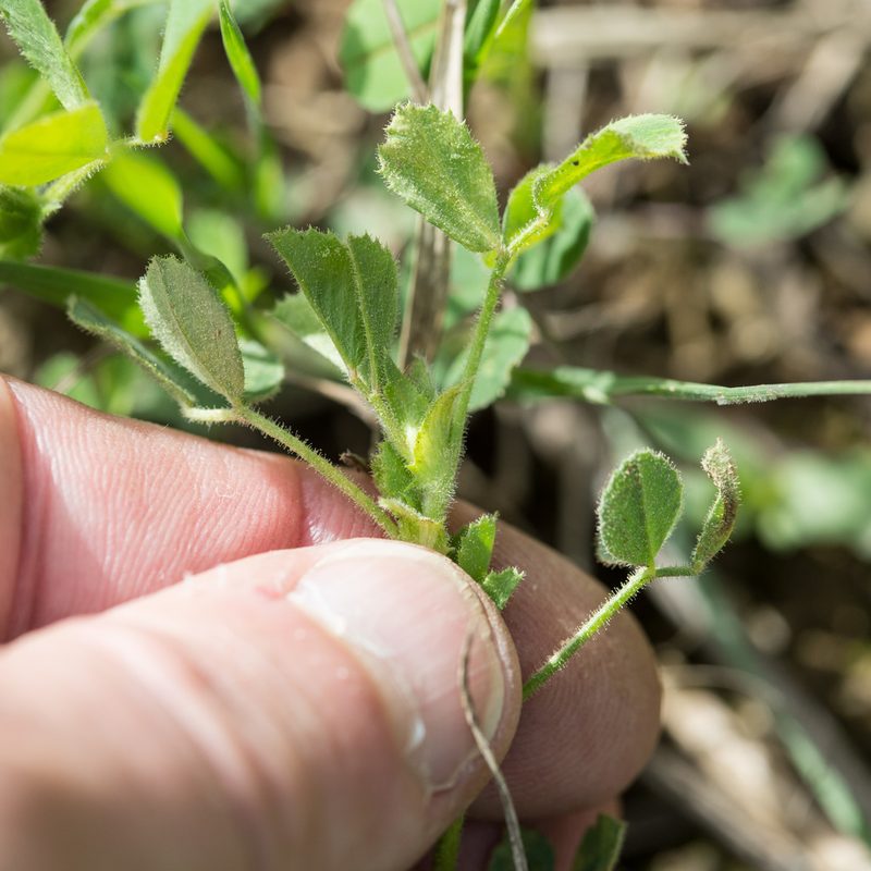 Medicago scutellata, photographed by Tim Johnson
