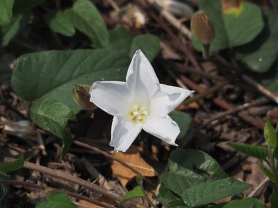 Operculina turpethum, photographed by 葉子