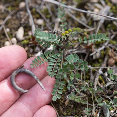 Astragalus hamosus, photographed by Tim Johnson