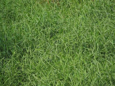 Urochloa mutica, photographed by 葉子