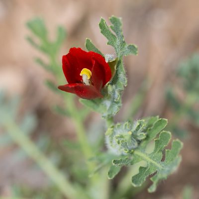 Glaucium corniculatum, photographed by Tim Johnson