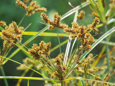 Cyperus imbricatus, photographed by 葉子