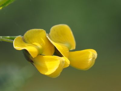 Sesbania cannabina, photographed by 葉子