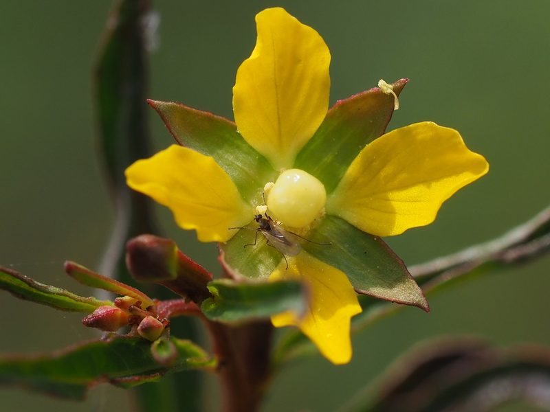 Ludwigia erecta, photographed by 葉子