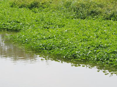 Ipomoea aquatica, photographed by 葉子