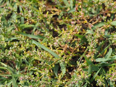 Polygonum plebeium, photographed by 葉子