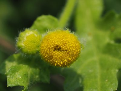 Grangea maderaspatana, photographed by 葉子