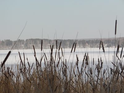 Typha angustifolia, photographed by Оксана Серикова