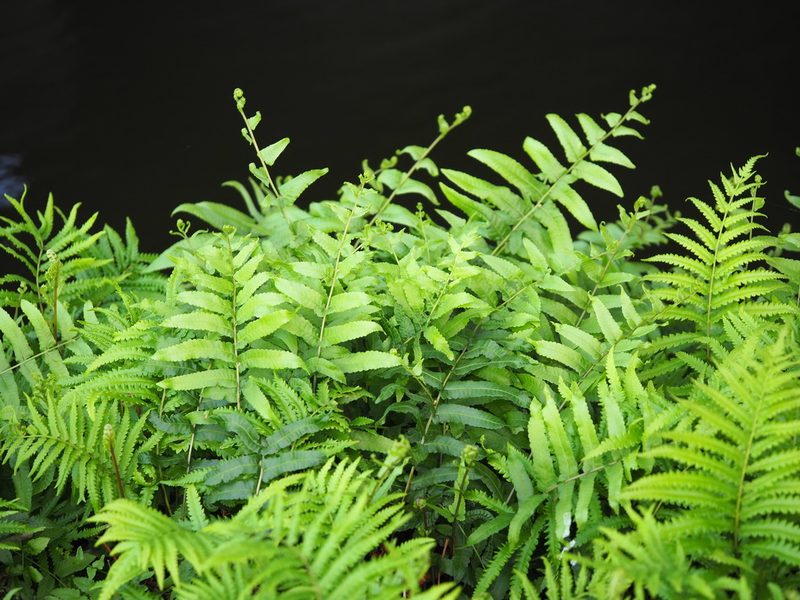 Ampelopteris prolifera, photographed by 葉子