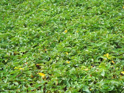 Ipomoea aquatica, photographed by 葉子