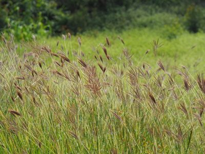 Dichanthium annulatum, photographed by 葉子