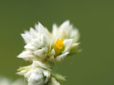 Alternanthera ficoidea, photographed by 葉子