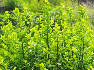Flueggea virosa, photographed by 葉子